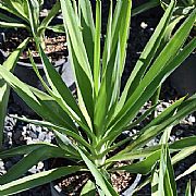 YUCCA GUATEMALENSIS ELEPHANTIPES GREEN STAR