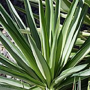 YUCCA GUATEMALENSIS ELEPHANTIPES SILVER STAR