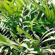 ZAMIA POLYMORPHA