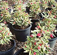 Euphorbia milii