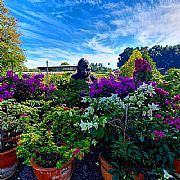 BOUGAINVILLEA SPECTABILIS ASST