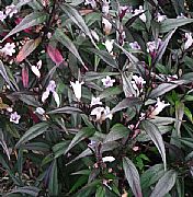 STROBILANTHES ANISOPHYLLA