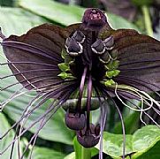 TACCA CHANTRIERI BLACK BAT FLOWER