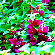 Bougainvillea spectabilis Bougainvillea spectabilis