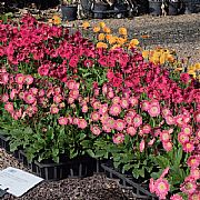 GERBERA JAMESONII ASSORTED