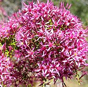 CALYTRIX EXSTIPULATA