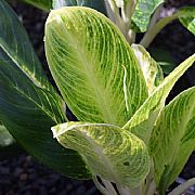 AGLAONEMA COMMUTATUM HOMELOVERS ASSORTED