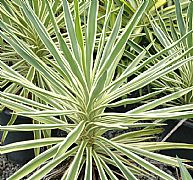 YUCCA GUATEMALENSIS ELEPHANTIPES GOLD STAR