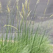 CHRYSOPOGON ELONGATUS TAMIL GRASS