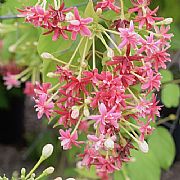 QUISQUALIS INDICA DOUBLE