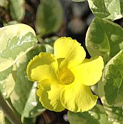 MANDEVILLA BOLIVIENSIS SUNDIAL VARIEGATED