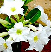 ADENIUM OBESUM WHITE