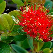 XANTHOSTEMON FRUTICOSUS RED CHIEF