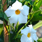 MANDEVILLA BOLIVIENSIS GIANT WHITE PBR