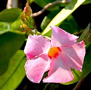 MANDEVILLA BOLIVIENSIS GIANT PINK PBR