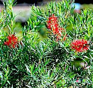 CALLISTEMON VIMINALIS LITTLE COOK PBR