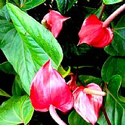 ANTHURIUM ANDRAEANUM RED HOT