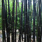 BAMBUSA LAKO TIMOR BLACK BAMBOO