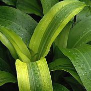 DRACAENA DEREMENSIS JANET CRAIG