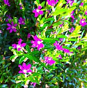 CUPHEA HYSSOPIFOLIA PURPLE