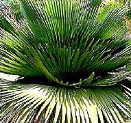 COPERNICIA MACROGLOSSA