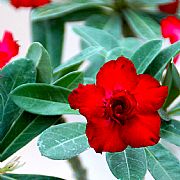 ADENIUM OBESUM RED