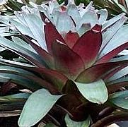 ALCANTAREA IMPERIALIS RUBRA