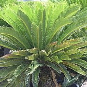 CYCAS REVOLUTA