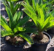 CYCAS REVOLUTA