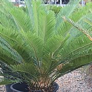 CYCAS TAITUNGENSIS