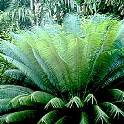 CYCAS THOUARSII