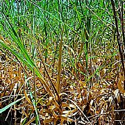 CYMBOPOGON BOMBYCINUS CITRONELLA GRASS