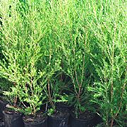MELALEUCA BRACTEATA REV. GREEN