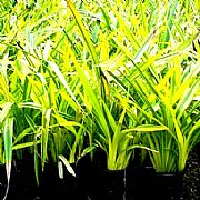 DIANELLA REVOLUTA DARWIN GOLD PBR