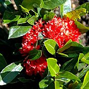 IXORA COCCINEA GOLDEN GEM