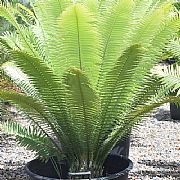 DIOON SPINULOSUM