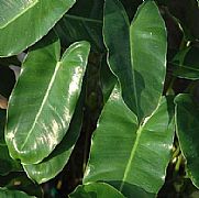 Philodendron xanadu